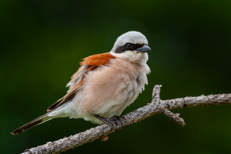 Red-backed Shrike (Lanius collurio)の写真素材