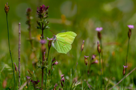 A green butterfly sitting on a flower in a meadow in summerの写真素材