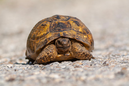 African spurred tortoise (Geochelone sulcata)の写真素材