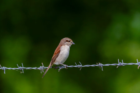 Female of Red-backed shrike. Lanius collurioの写真素材