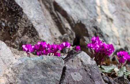 Purple Cyclamen persicifolia flowers on a rocky backgroundの写真素材