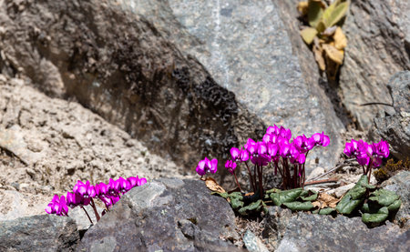 Cyclamen persicifolium blooming in the mountainsの写真素材