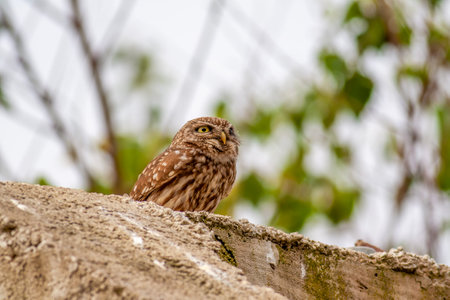 Little owl (Athene noctua) sitting on the wallの写真素材