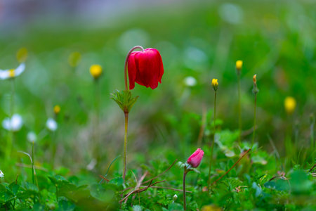 Beautiful spring flowers in the grass. Spring flowers on a meadowの写真素材