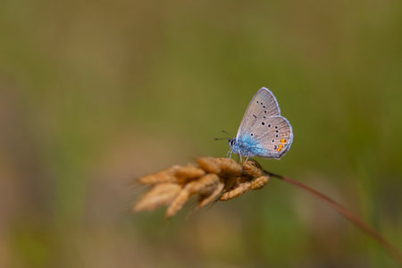 Common Blue butterfly (Polyommatus icarus) on a blade of grass
