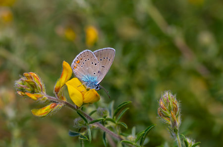 butterfly on a yellow flower in the meadow in summer