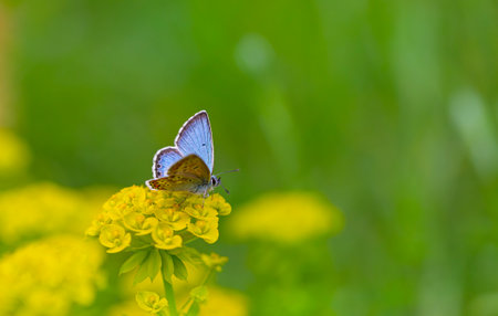 Butterfly on a yellow flower in the meadow in summerの写真素材