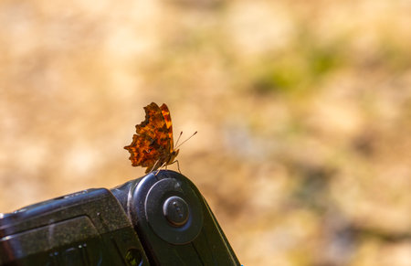 Butterfly on a camera.の写真素材
