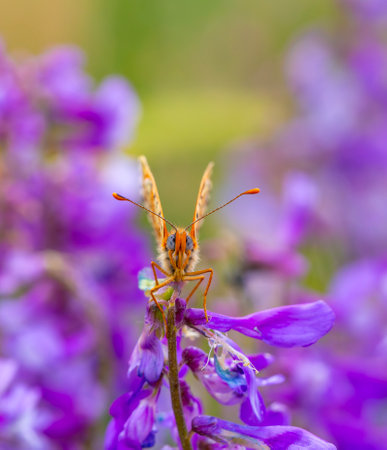 Butterfly on purple flowers. Shallow depth of field.の写真素材