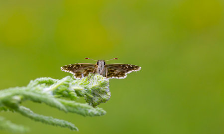 butterfly on green leaf in the wild, closeup of photoの写真素材