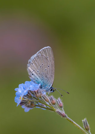 Polyommatus icarus, common blue butterfly, sitting on a flowerの写真素材