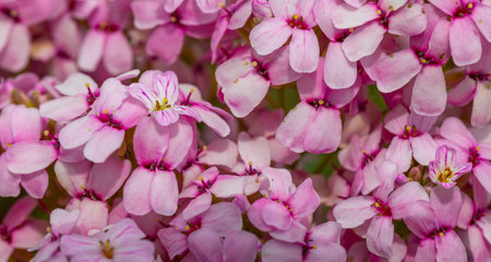 Close up of beautiful pink flowers in the garden. Nature background.の写真素材