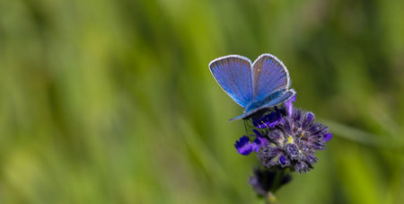 butterfly on a purple flower in a meadow in natureの写真素材
