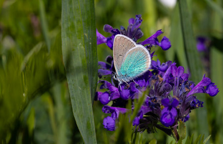 butterfly on a purple flower in the meadow in summerの写真素材