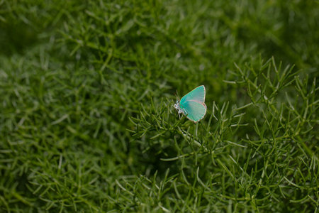 Butterfly on a green grass in the garden. Selective focus.