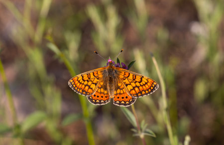 Beautiful NazuÄum butterfly on the plant - Euphydryas orientalisの写真素材