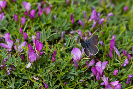 Small blue butterfly on a purple flower in the garden, close upの写真素材