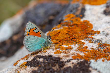 Butterfly on a rock with moss in the background.の写真素材