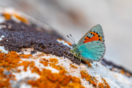 butterfly on the rock, close-up, macro photoの写真素材