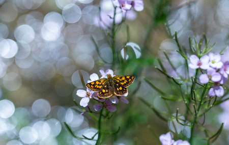 Butterfly on a flower in the garden. Shallow depth of field.の写真素材
