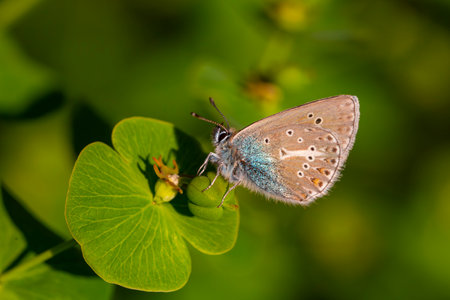 Polyommatus icarus, common blue butterfly on a clover leaf