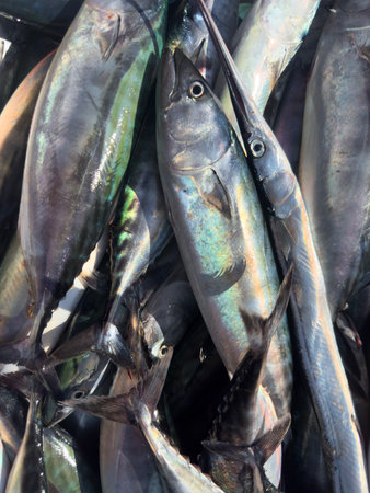 Fresh tuna fish in the market,Thailand,Asia,Asiaの写真素材