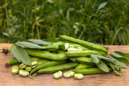 Fresh broad beans on a wooden table in the garden. Selective focus.の写真素材