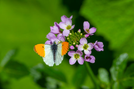 butterfly on a flower in the garden, closeup of photoの写真素材