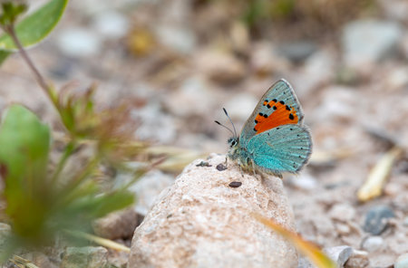 butterfly on a stone in the nature. macro photo.の写真素材