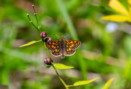 butterfly on a plant in the meadow close-upの写真素材