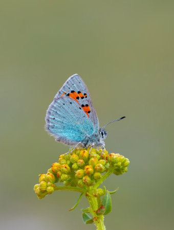 Butterfly (Polyommatus icarus) on a flower