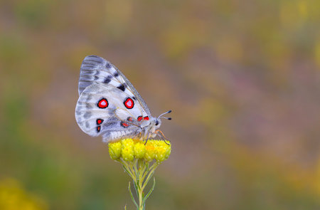 white-coloured, red-black-spotted mountain butterfly that wanders at high altitudes, Parnassius apolloの写真素材