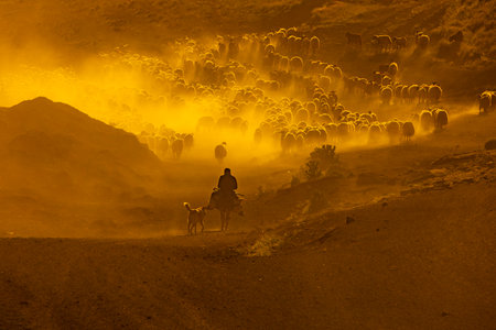 There is a flock of sheep grazing in the dust on the mountain, brown sheep, dust, there is a hazy air that has risen into the air. Sheep are moving quickly in rows Tatvanの写真素材