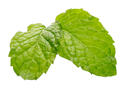 Mint leaves isolated on white