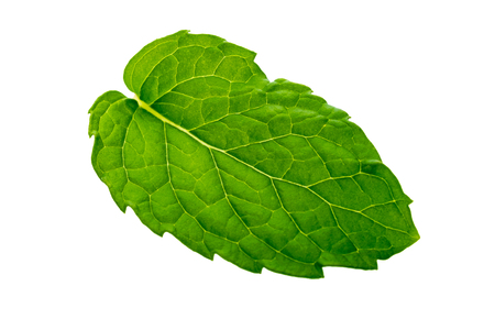 Mint leaves isolated on white