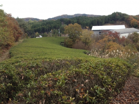 An organic tea field in Nara Prefecture, Japan. の素材