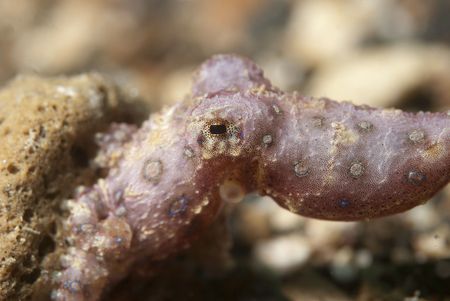 Blue Ring Octopusの写真素材