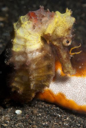 Yellow Seahorseの写真素材