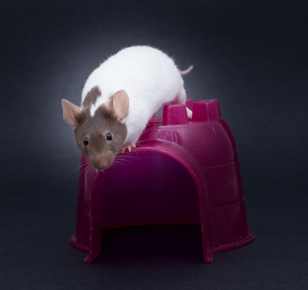 Fancy Mouseの写真素材
