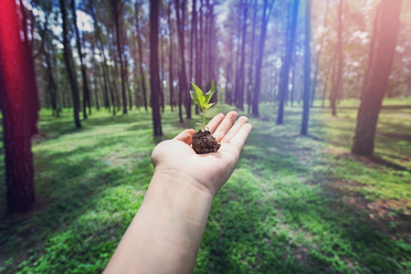 hand hold a seed in the woodland with vintage flare style  の写真素材