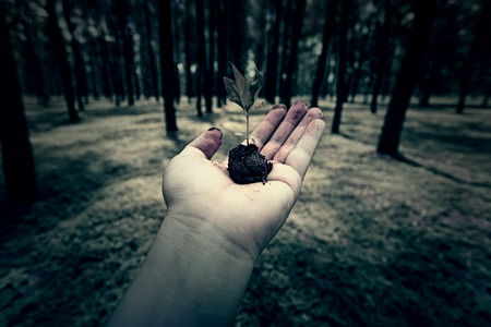 hand hold a seed in the woodland with vintage dark style  の写真素材