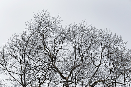 dry tree with grey backgroudの写真素材