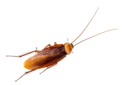 cockroach,isolated on white background with clipping path.の写真素材