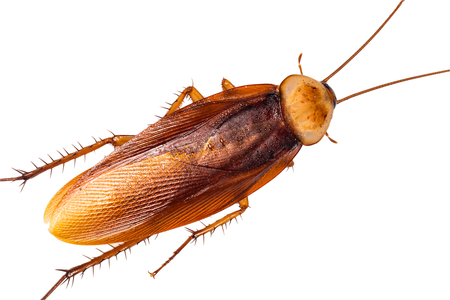 cockroach,isolated on white backgroundの写真素材