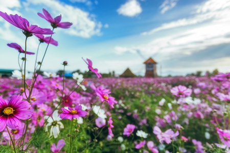cosmos flower, fresh flora and nature background for happy screen and view.の写真素材