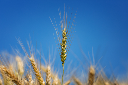 Wheat field on the background of the setting sun. majestic rural landscape. Rich harvest Concept. small depth of field. Soft lighting effects. retro style. vintage creative effectの写真素材