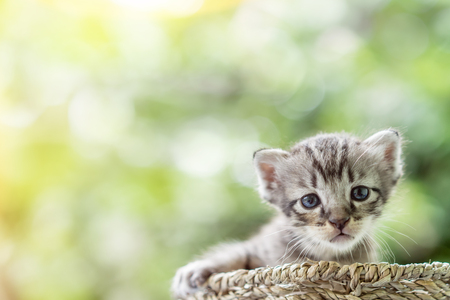Little newborn blue eyes kitten with copy space.の写真素材