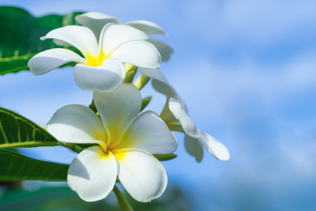 Close up of plumeria frangipani flowers with leaves,plumeria frangipani flowers blooming on the tree.の写真素材