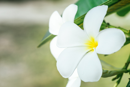 Close up of plumeria frangipani flowers with leaves,plumeria frangipani flowers blooming on the tree.の写真素材
