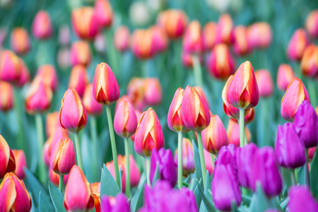 Colorful of Tulips Flowers.Beautiful bouquet of tulips.Natural flowers background.Selective focus.の写真素材